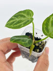 Anthurium Combo (Silver Blush, Forgetii self, Lux self) @BC Warehouse