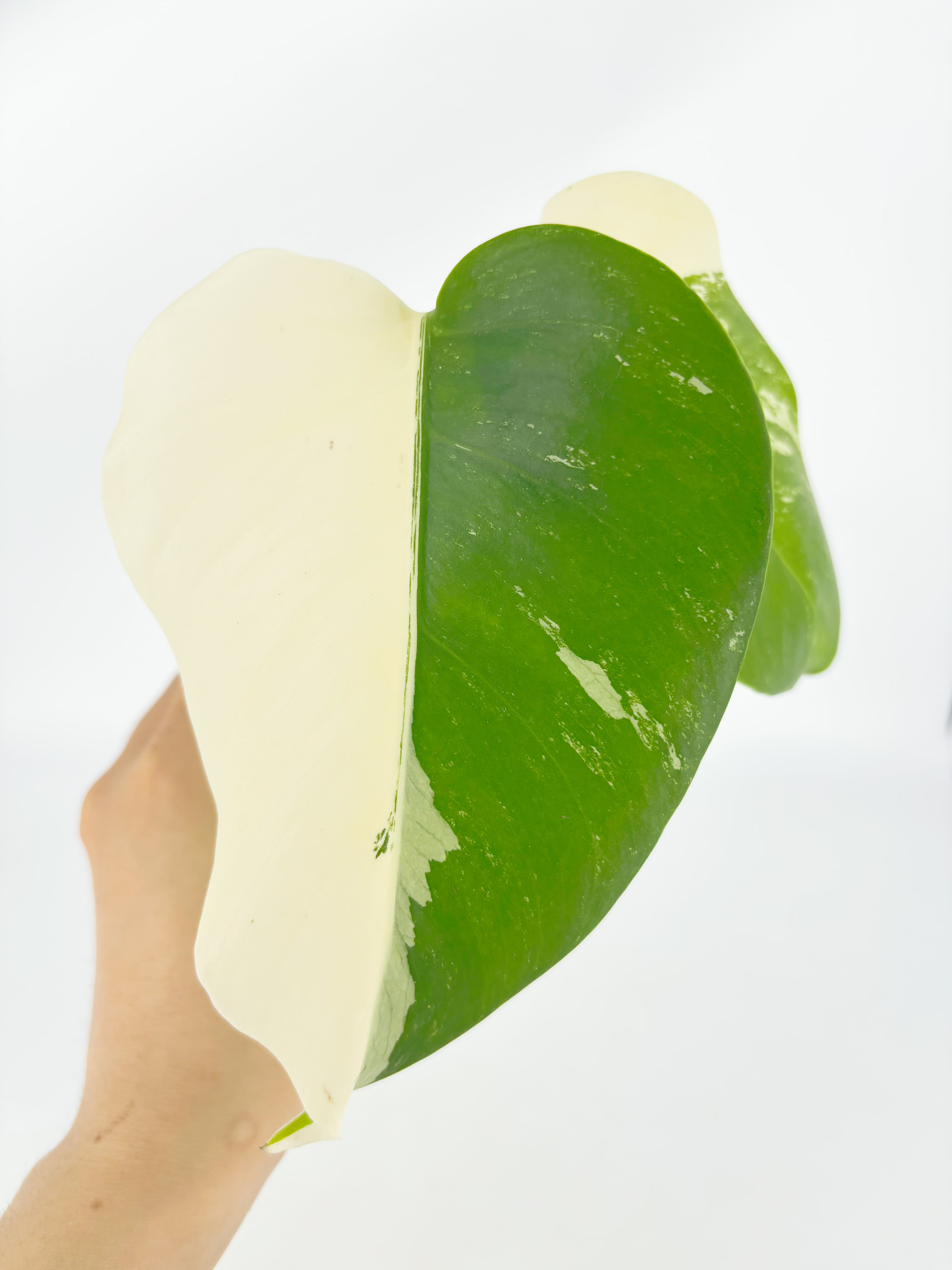 Monstera Albo @BC Warehouse