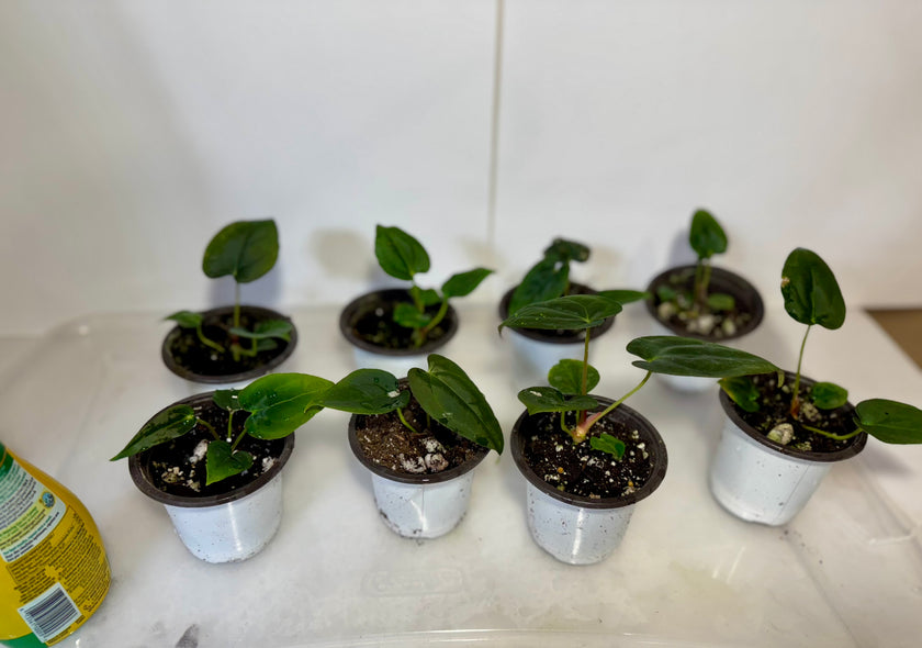 Anthurium Papi FS x RL x Forgetii dark *Multiples Available Ramdom Selection*