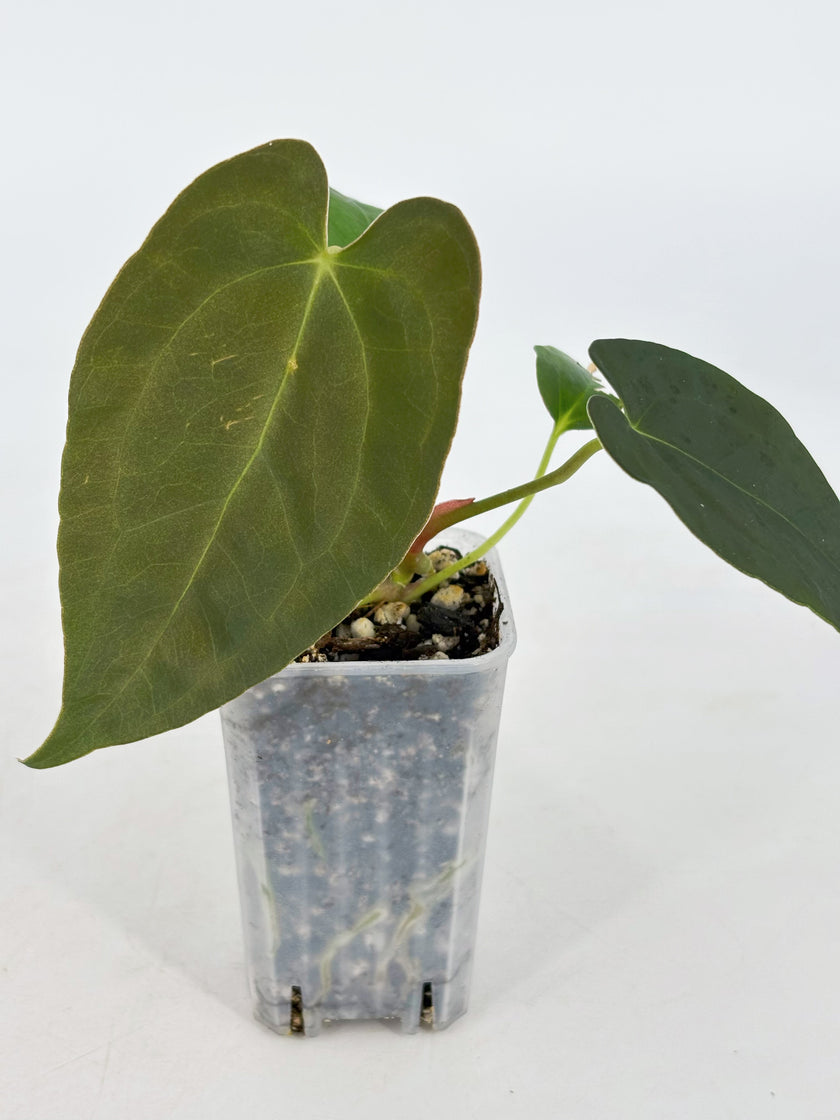 Anthurium Combo (Luxurian Self & Papi fsrl x Dark Forgetii)