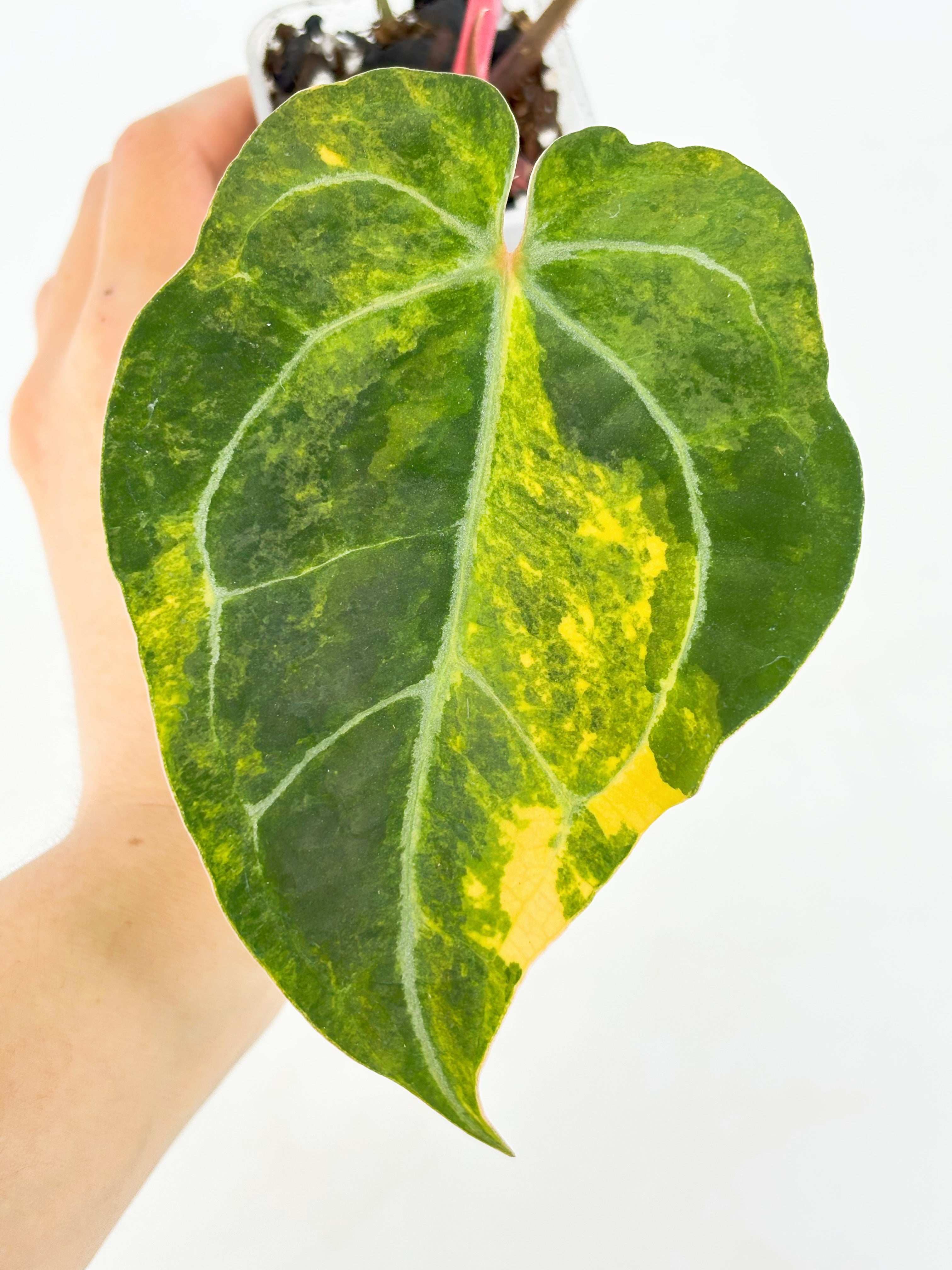 Anthurium Forgetii x Zara Michelle Variegated@BC Warehouse