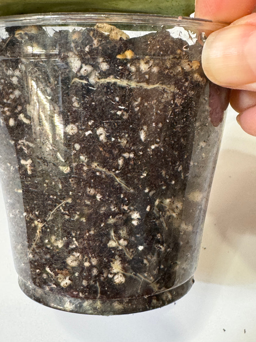 Hoya Silver Dollar -03B1