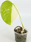 Monstera Albo @BC Warehouse