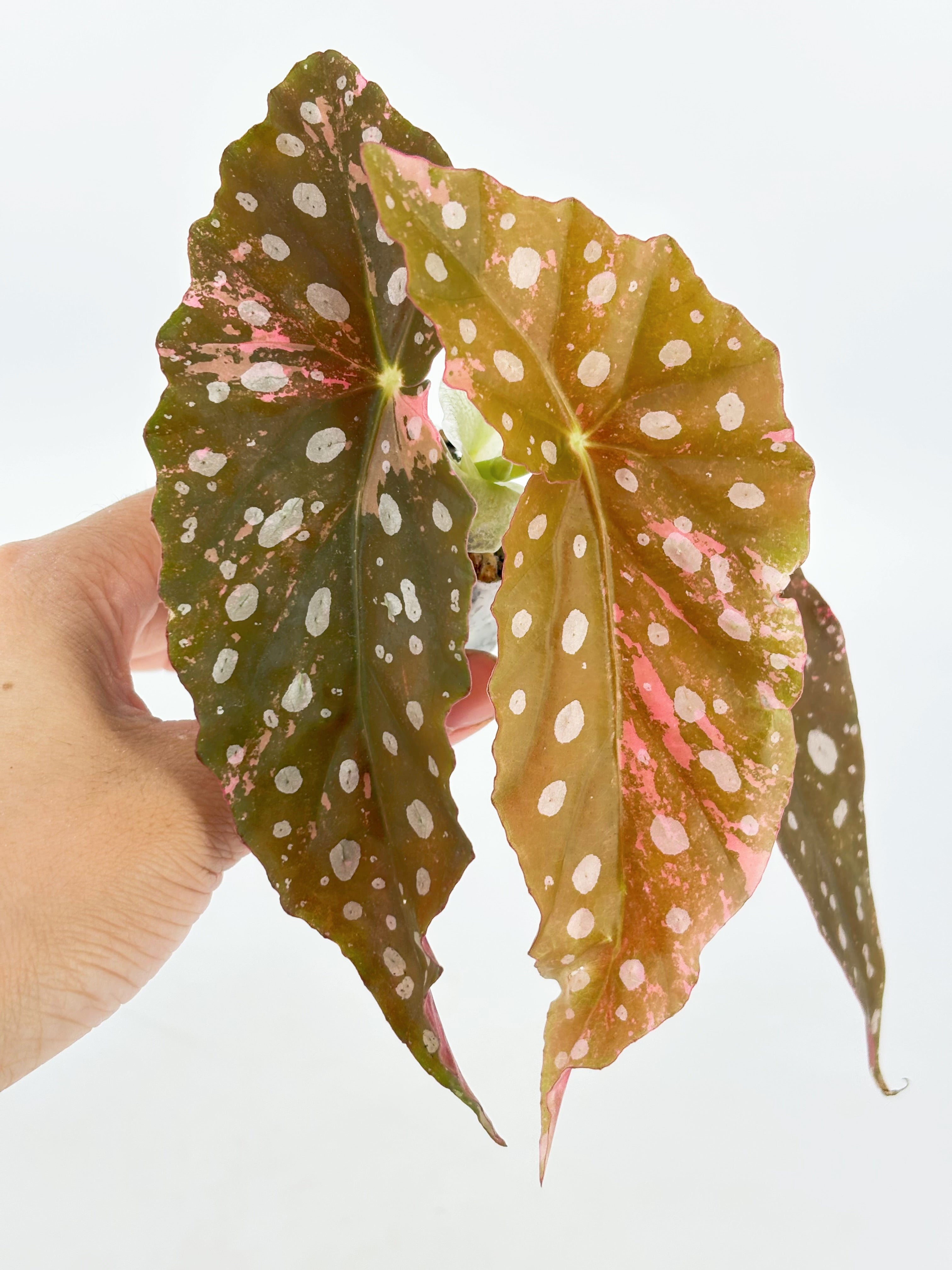 Begonia Maculata Pink @BC Warehouse