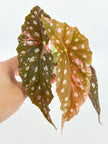Begonia Maculata Pink @BC Warehouse