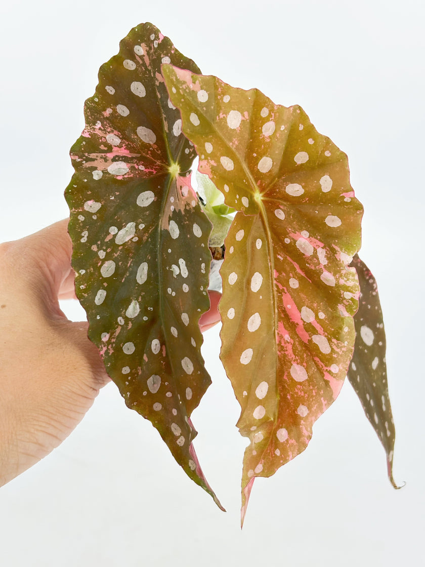 Begonia Maculata Pink @BC Warehouse
