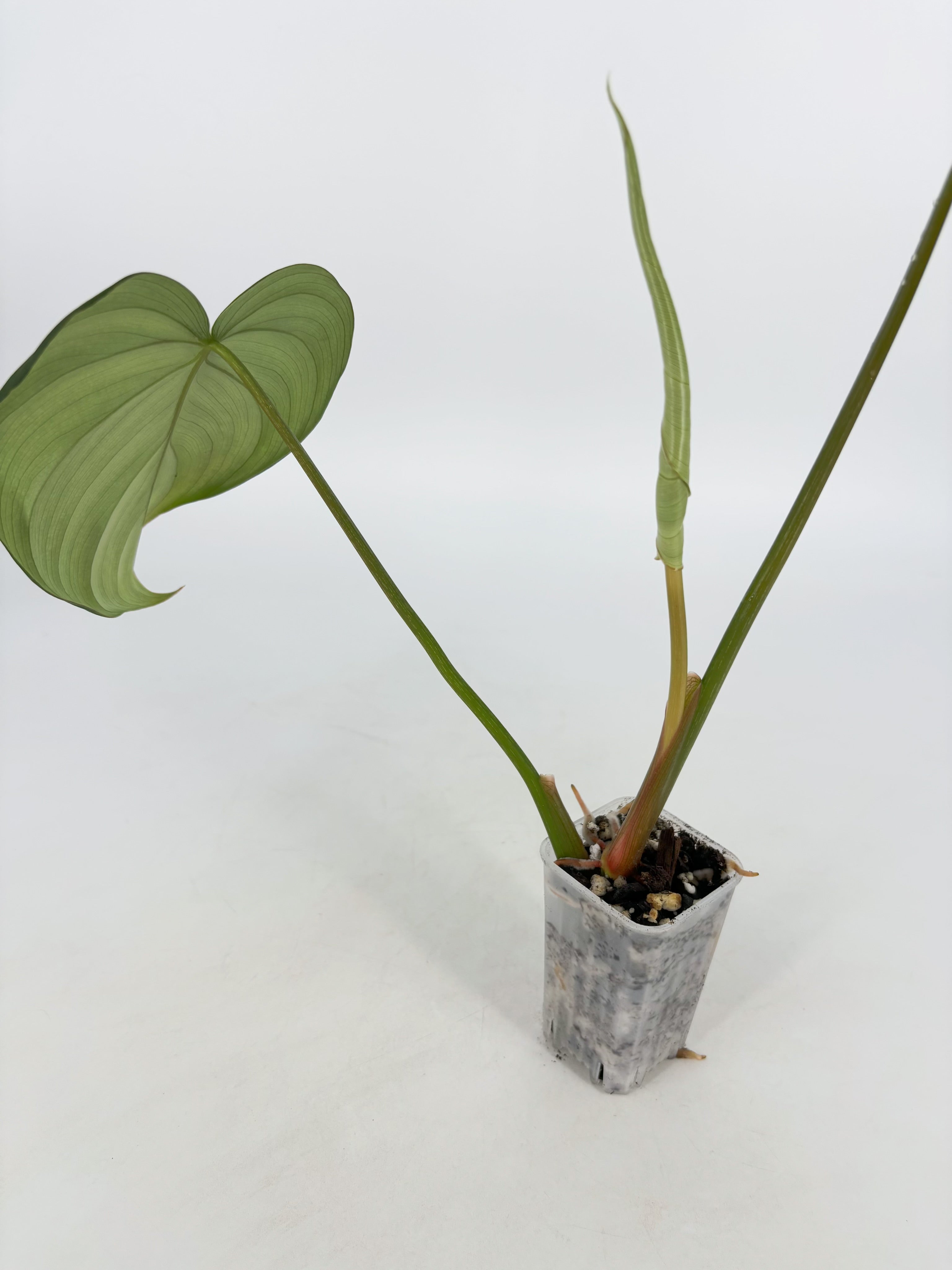 Philodendron McDowell XL @BC Warehouse *Pick Up Only*