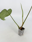 Philodendron McDowell XL @BC Warehouse *Pick Up Only*