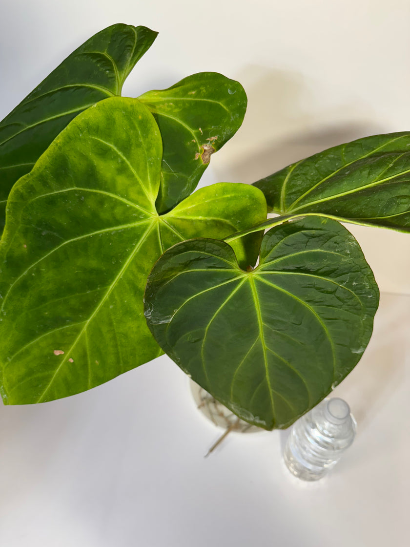 Anthurium Dark mama x Magnificum XXL *Pick up &GTA Local delivery Only*