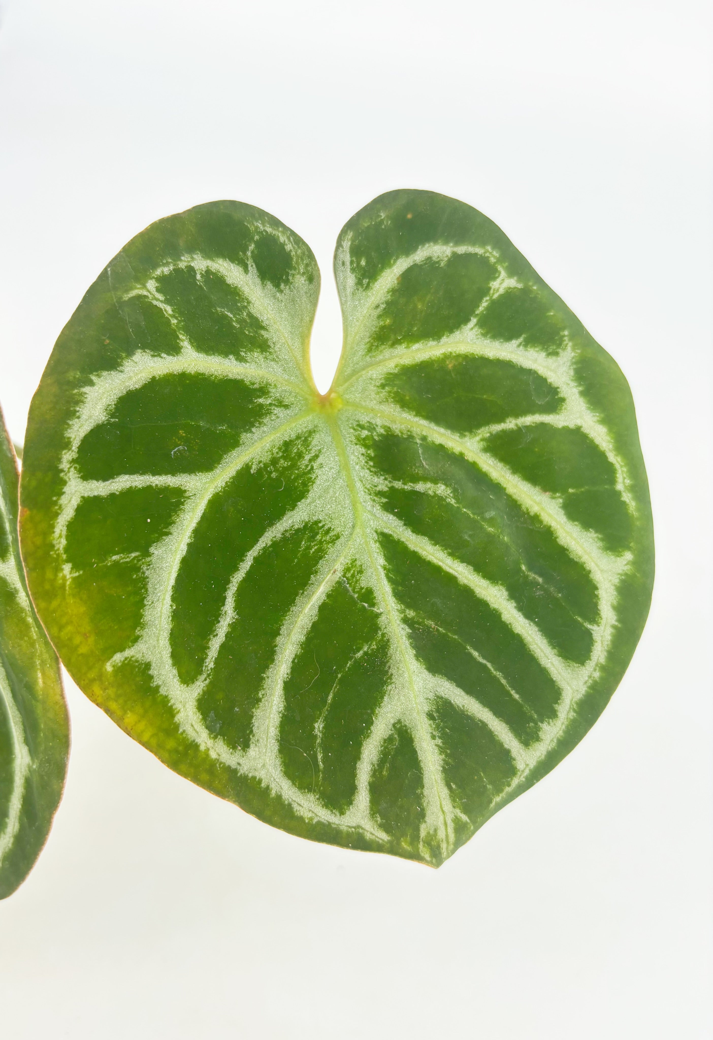 Anthurium HUxRC@BC Warehouse