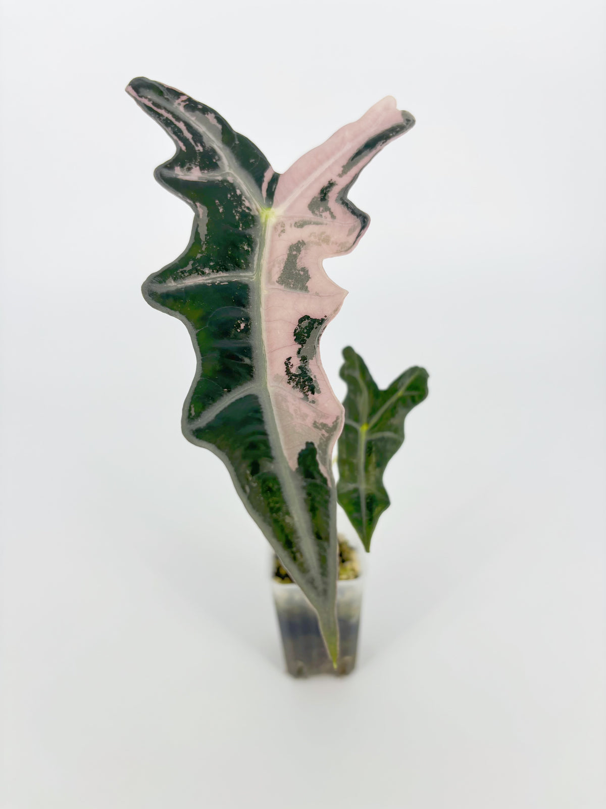 Alocasia Nobilis Pink K form-Corming size@BC Warehouse