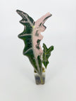 Alocasia Nobilis Pink K form-Corming size@BC Warehouse