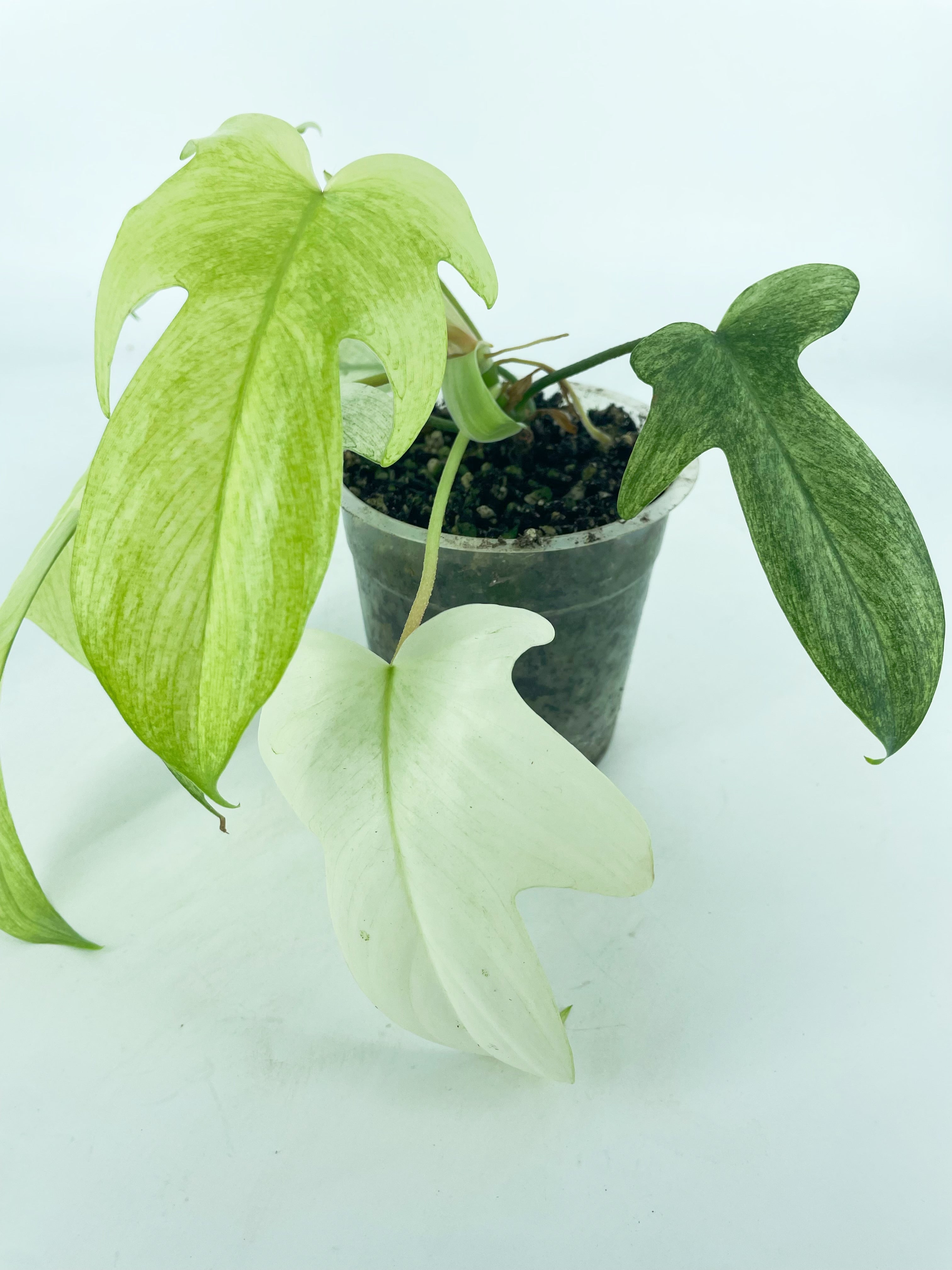 Philodendron Florida Ghost