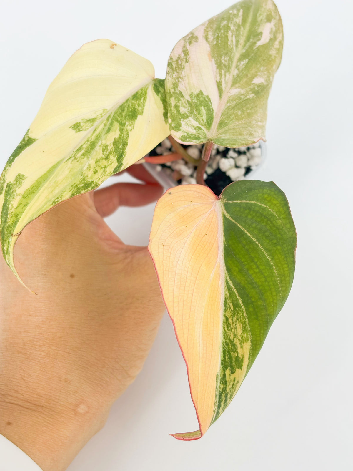 Philodendron Gloriosum Tricolor@BC Warehouse