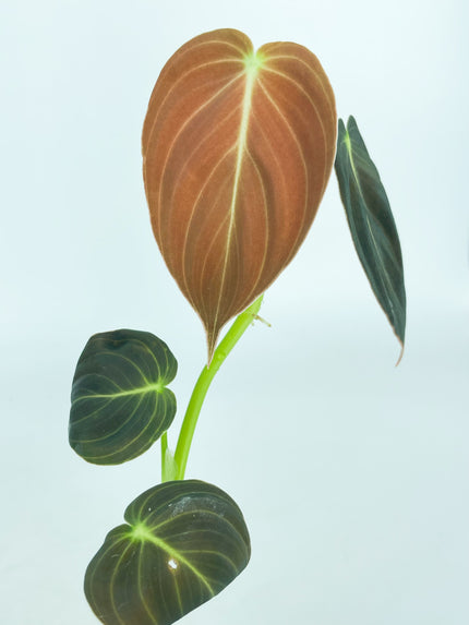 Philodendron Melanochrysum