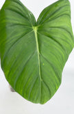 Philodendron McDowell XL *Pick up& GTA Delivery only*