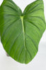 Philodendron McDowell XL *Pick up& GTA Delivery only*