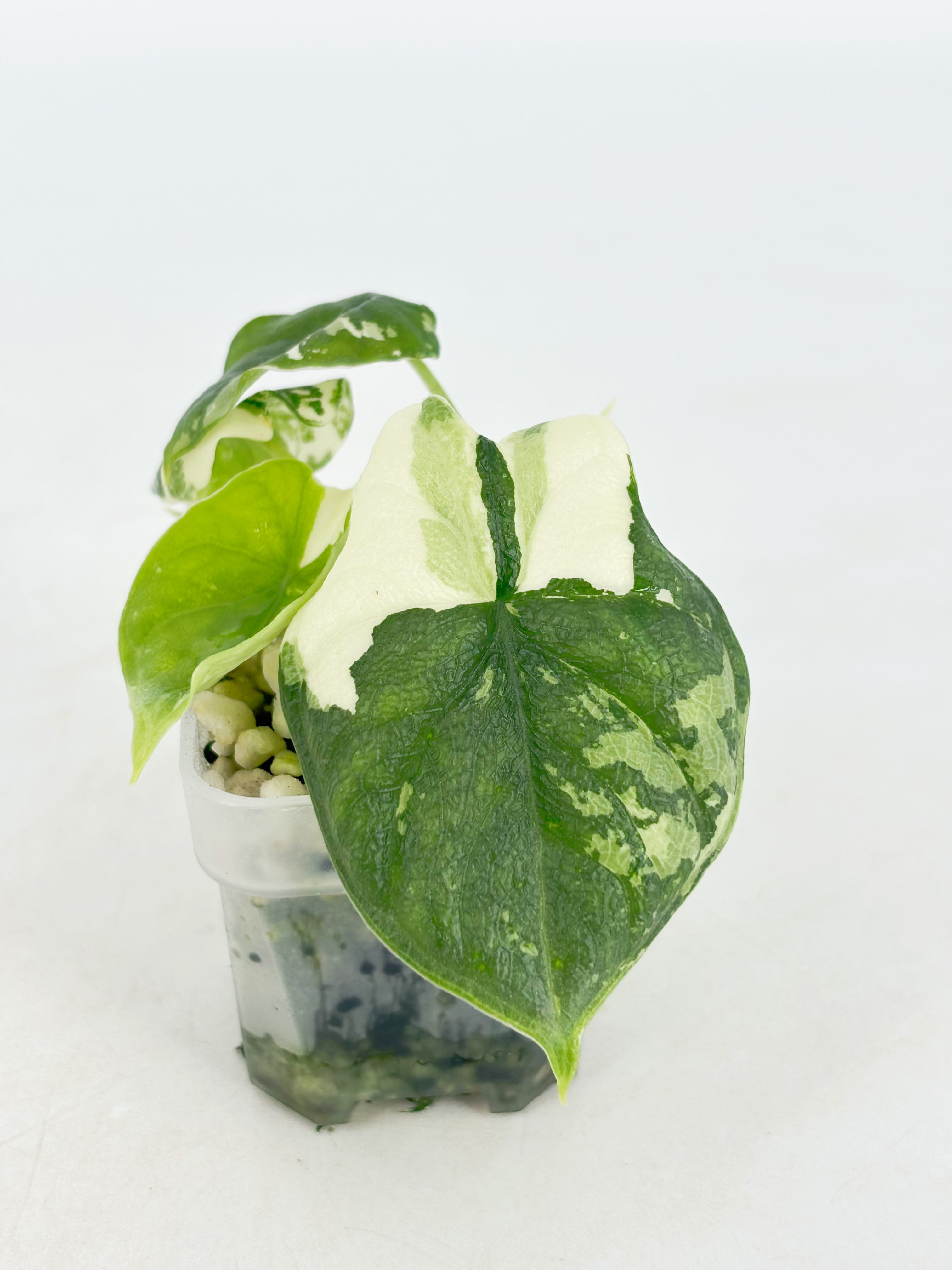 Alocasia Melo Albo@BC Warehouse