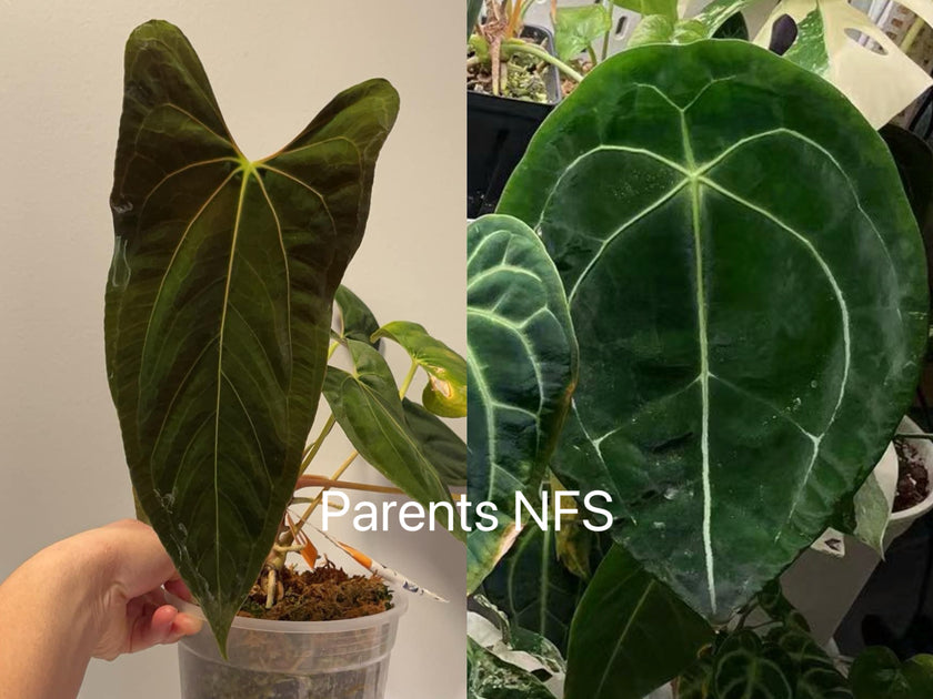 Anthurium Papi FS x RL x Forgetii dark *Multiples Available Ramdom Selection*