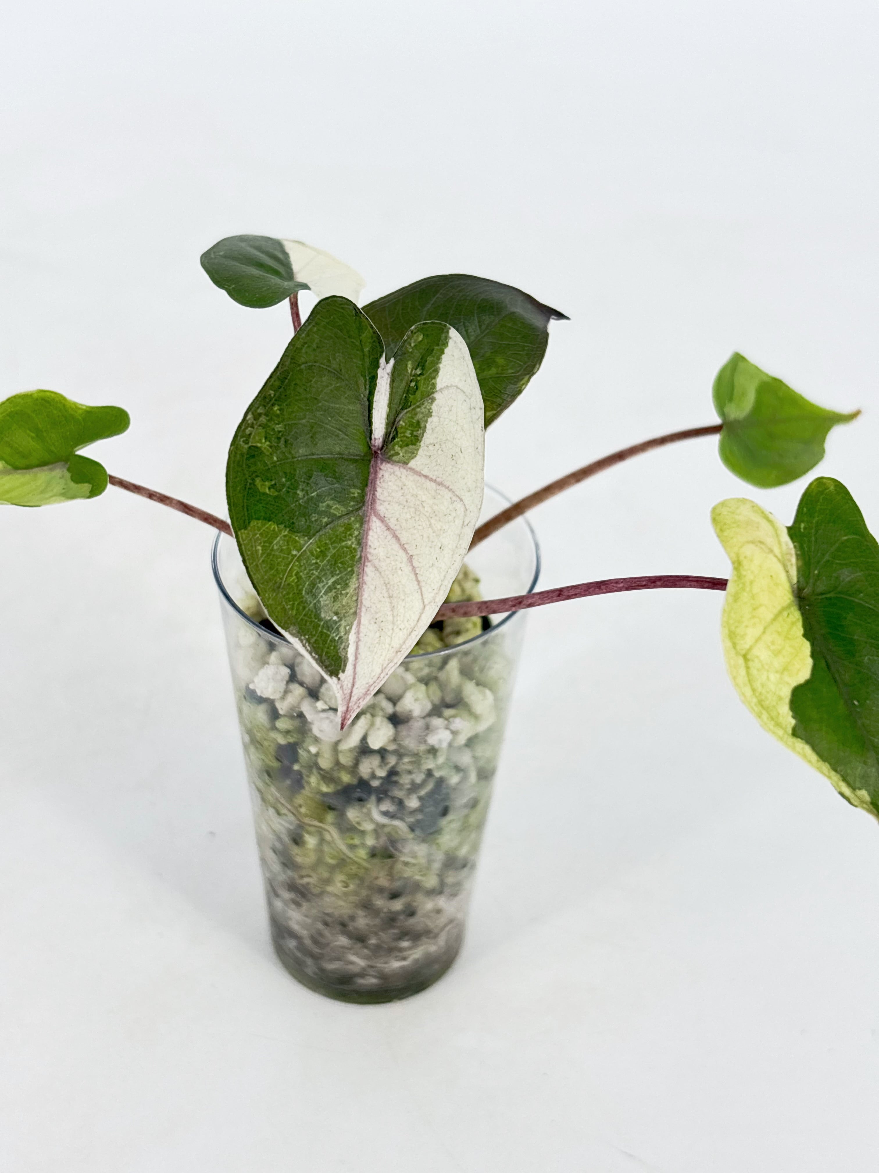 Alocasia Combo (Yucanta princess Albo+ Chantrieri Pink)@BC Warehouse