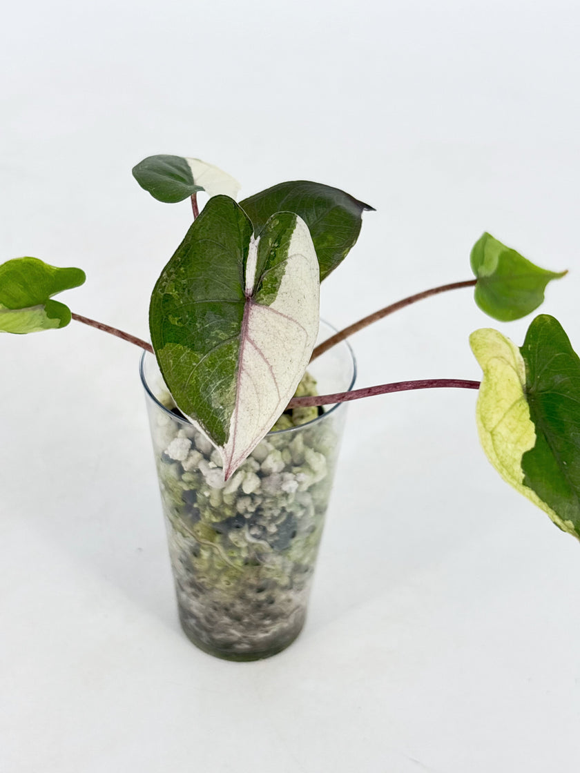 Alocasia Combo (Yucanta princess Albo+ Chantrieri Pink)@BC Warehouse