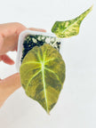 Alocasia Black Velvet Golden@BC Warehouse