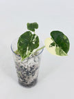 Alocasia Combo (Melo Albo+Dragon Scale Albo) @BC Warehouse