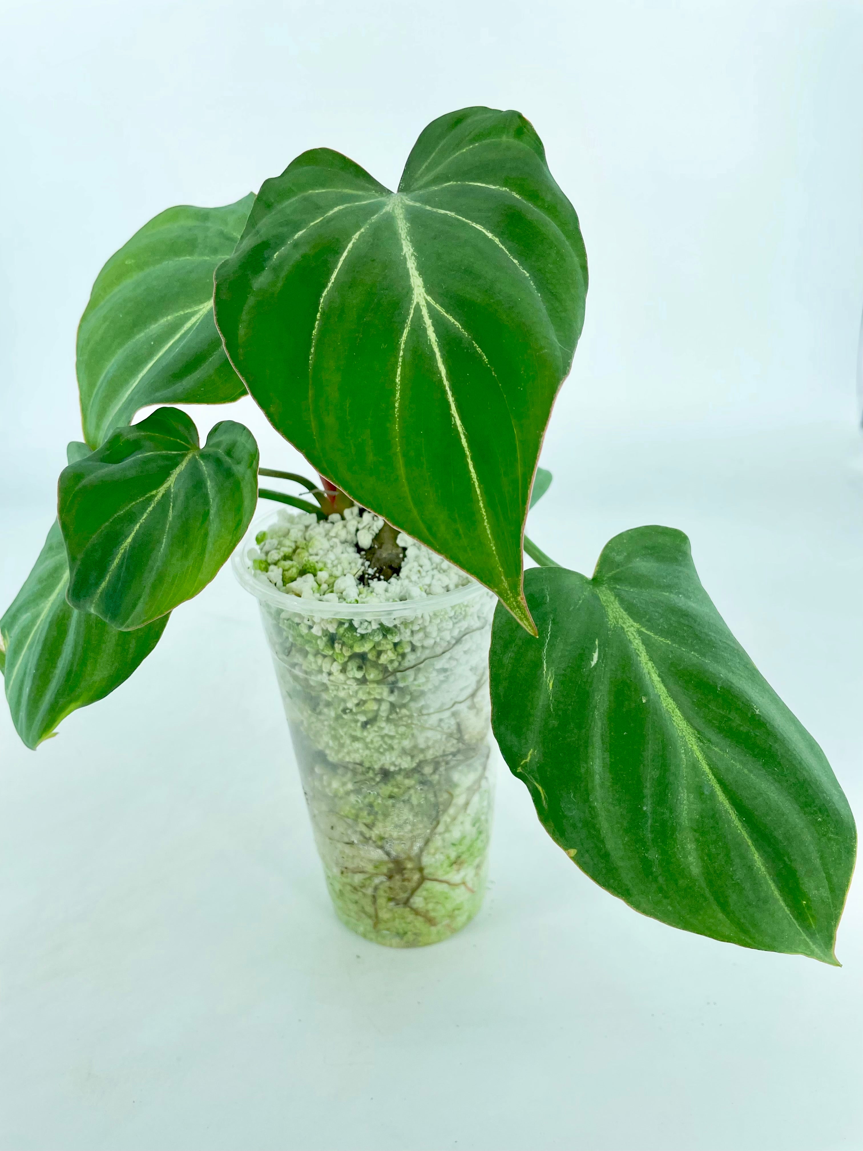 Philodendron Gloriosum