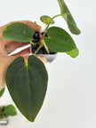 Anthurium Beginner Combo@BC Warehouse