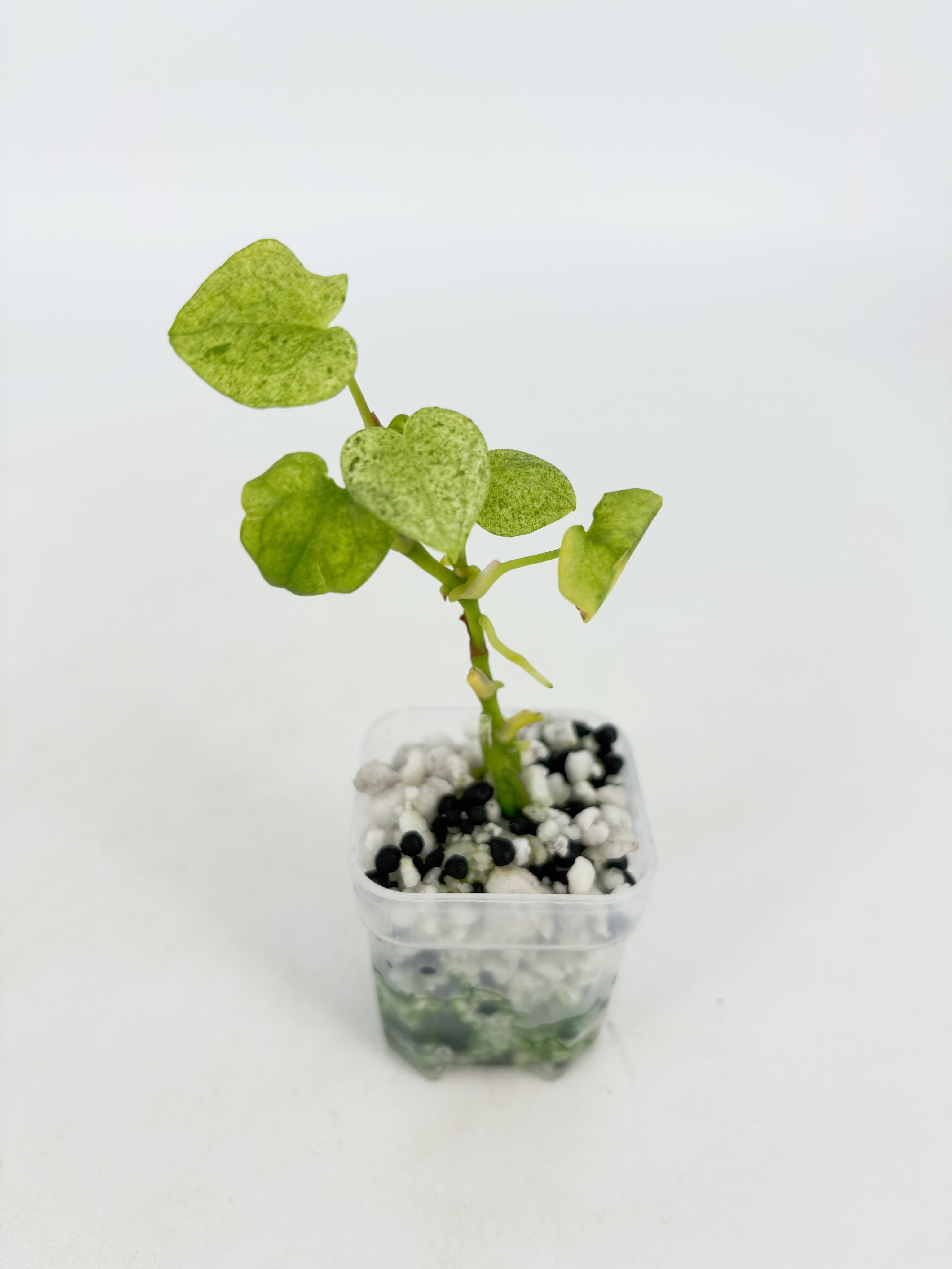 Anthurium Dark Phoenix Mint@BC Warehouse
