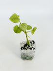 Anthurium Dark Phoenix Mint@BC Warehouse