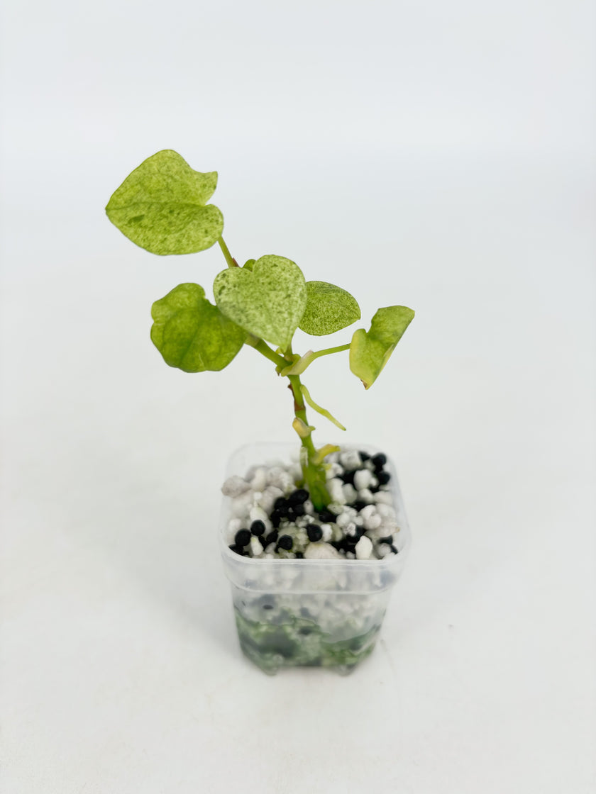 Anthurium Dark Phoenix Mint@BC Warehouse