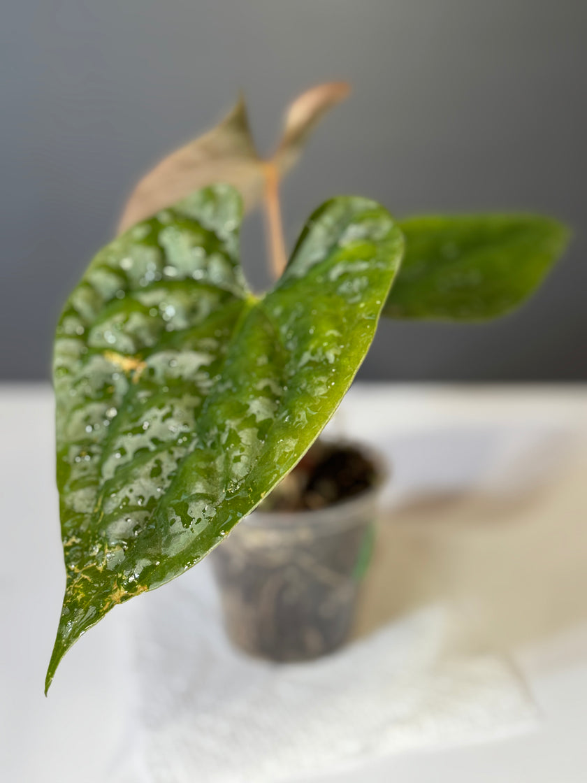 Anthurium Papi FS x RL x Luxurians