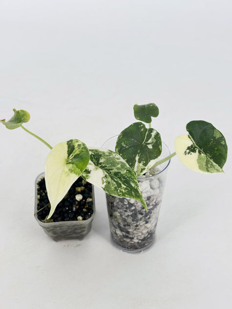 Alocasia Combo (Melo Albo+Dragon Scale Albo) @BC Warehouse