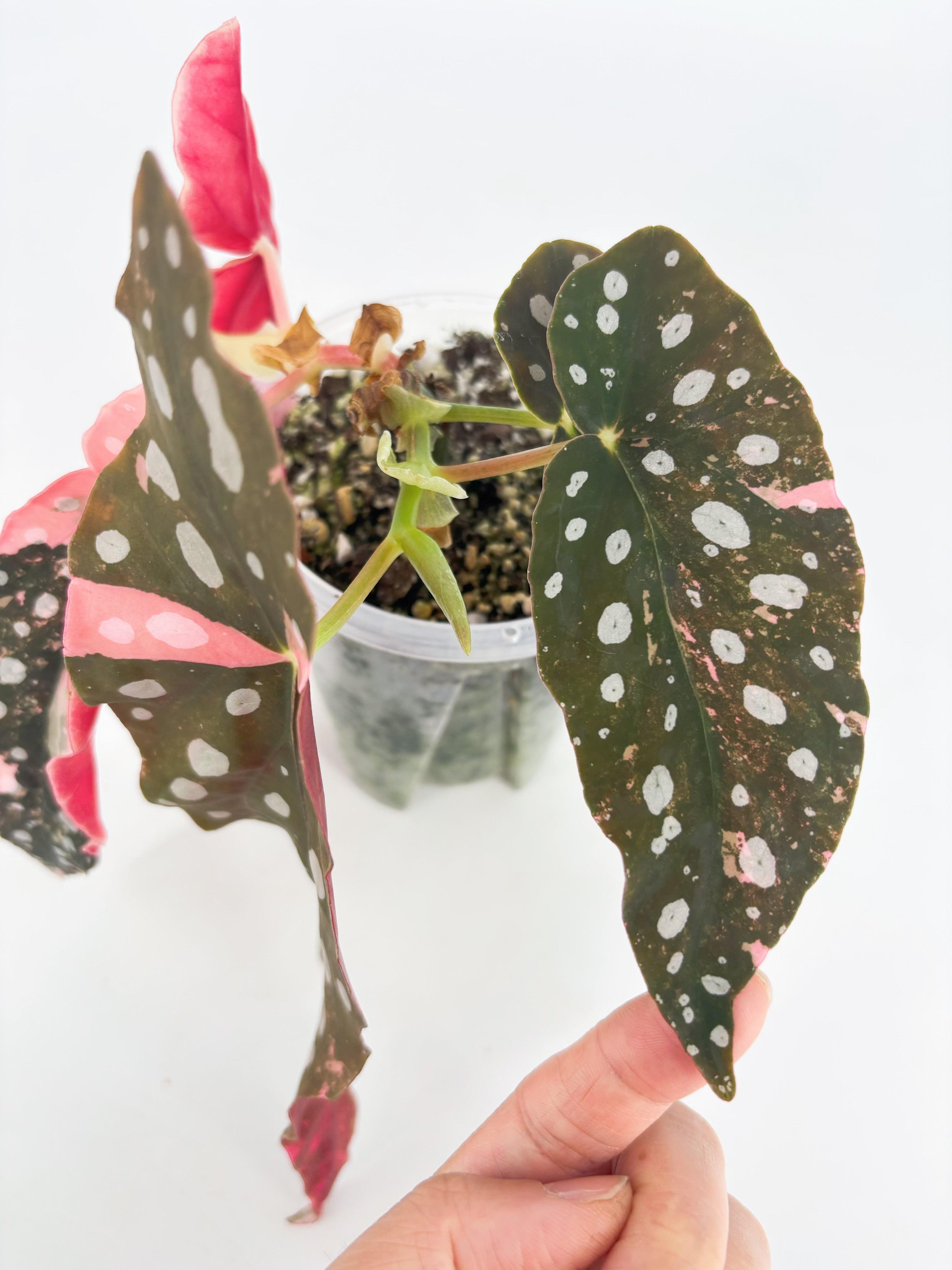 Begonia Pink Maculata @BC Warehouse *Pick Up/Local Delivery Only* 001