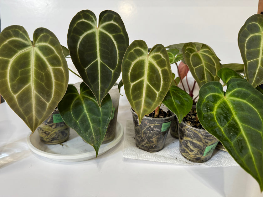 Anthurium Besseae x Dark Forgetii  *$25 each random selection per order*