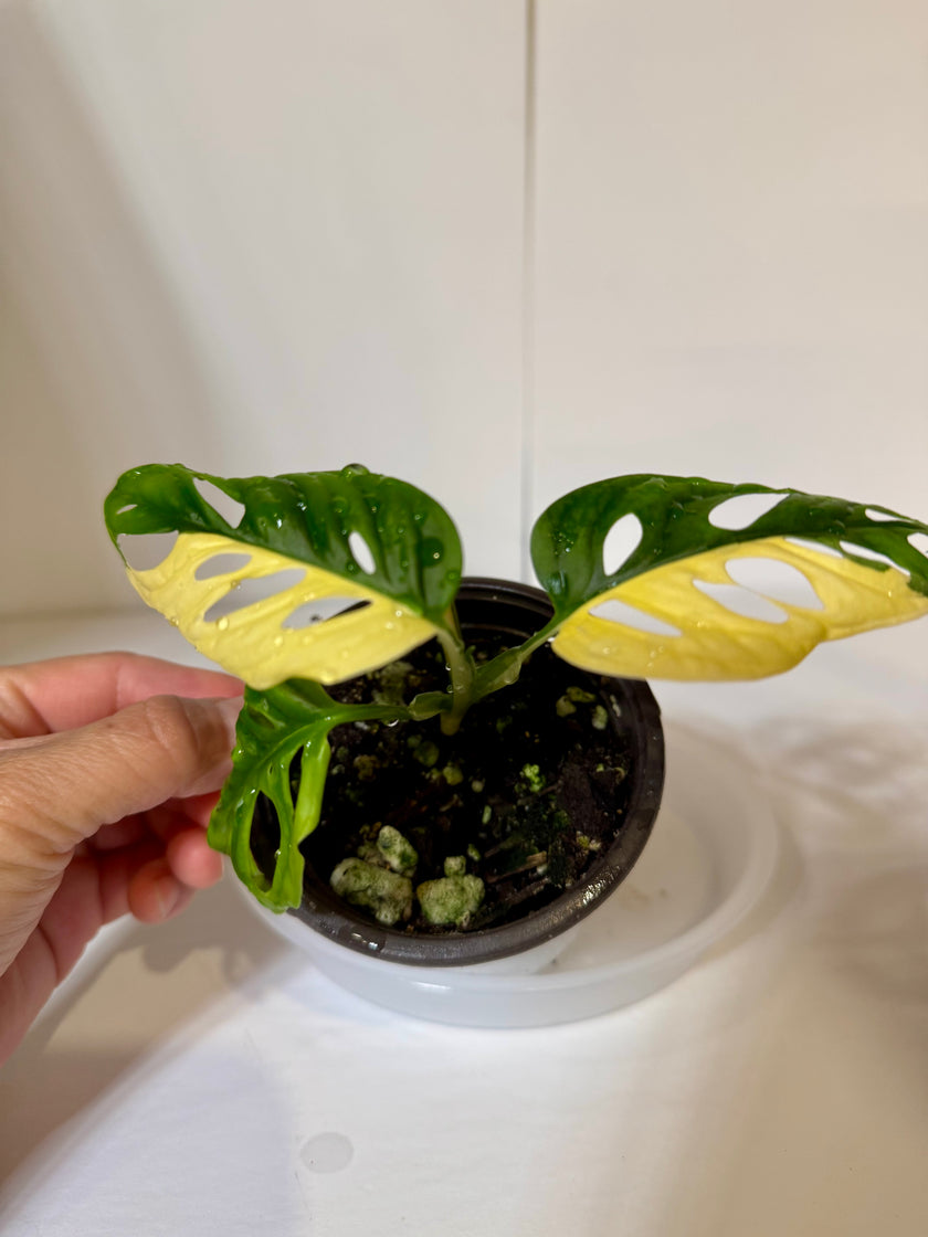 Monstera Adansonii Japanese Tricolor