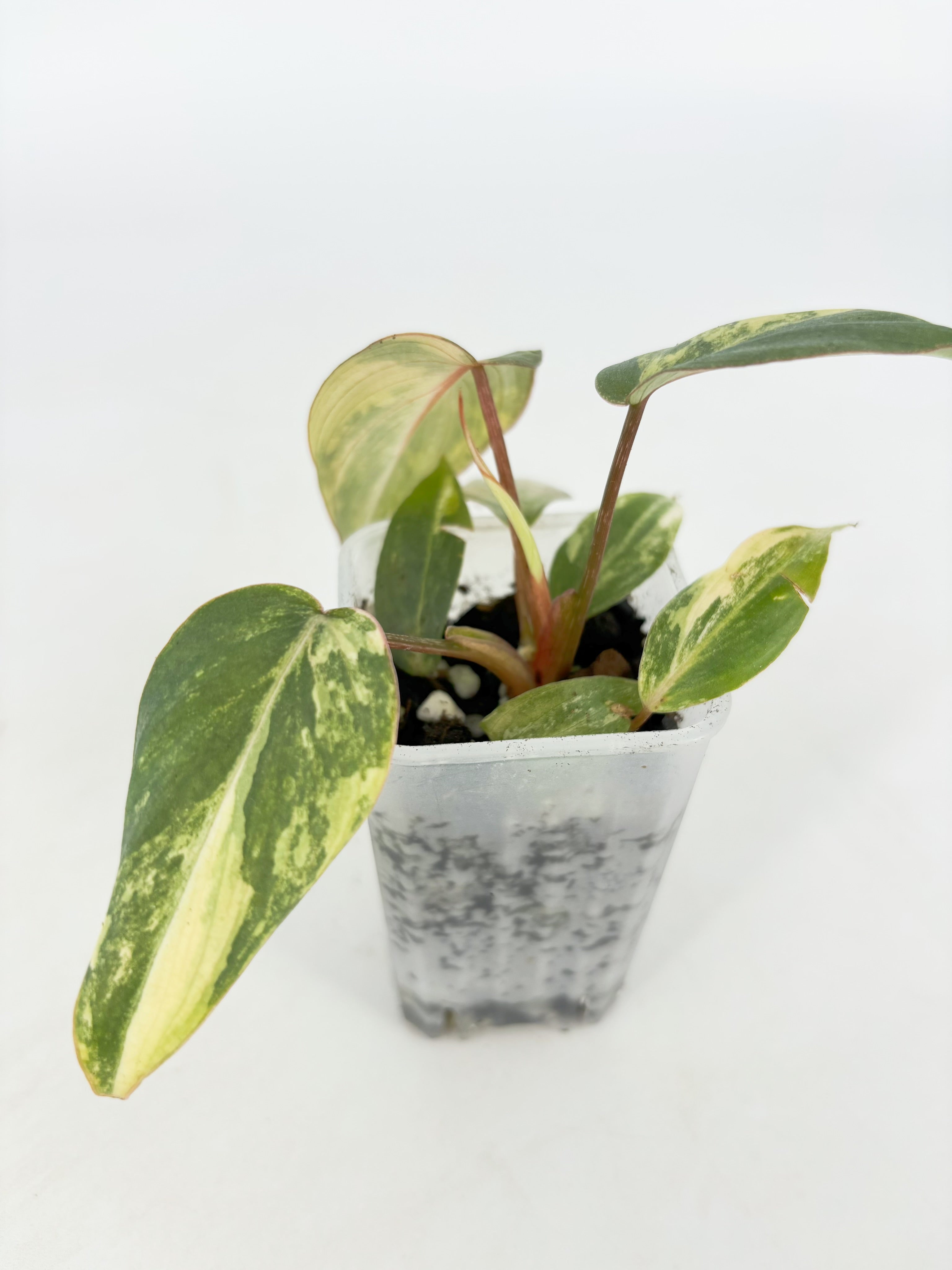 Philodendron Gloriosum Tricolor@BC Warehouse