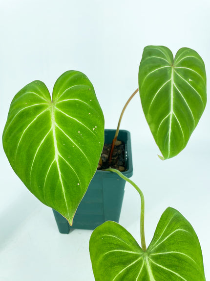 Philodendron Gloriosum