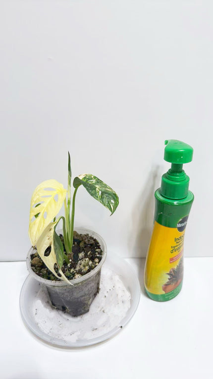 Monstera Adansonii Tricolor Japan@Markham Warehouse m