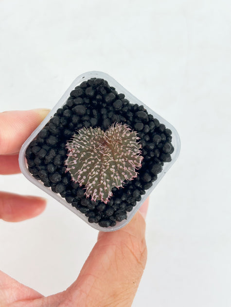 Begonia Pink Urchin@BC Warehouse