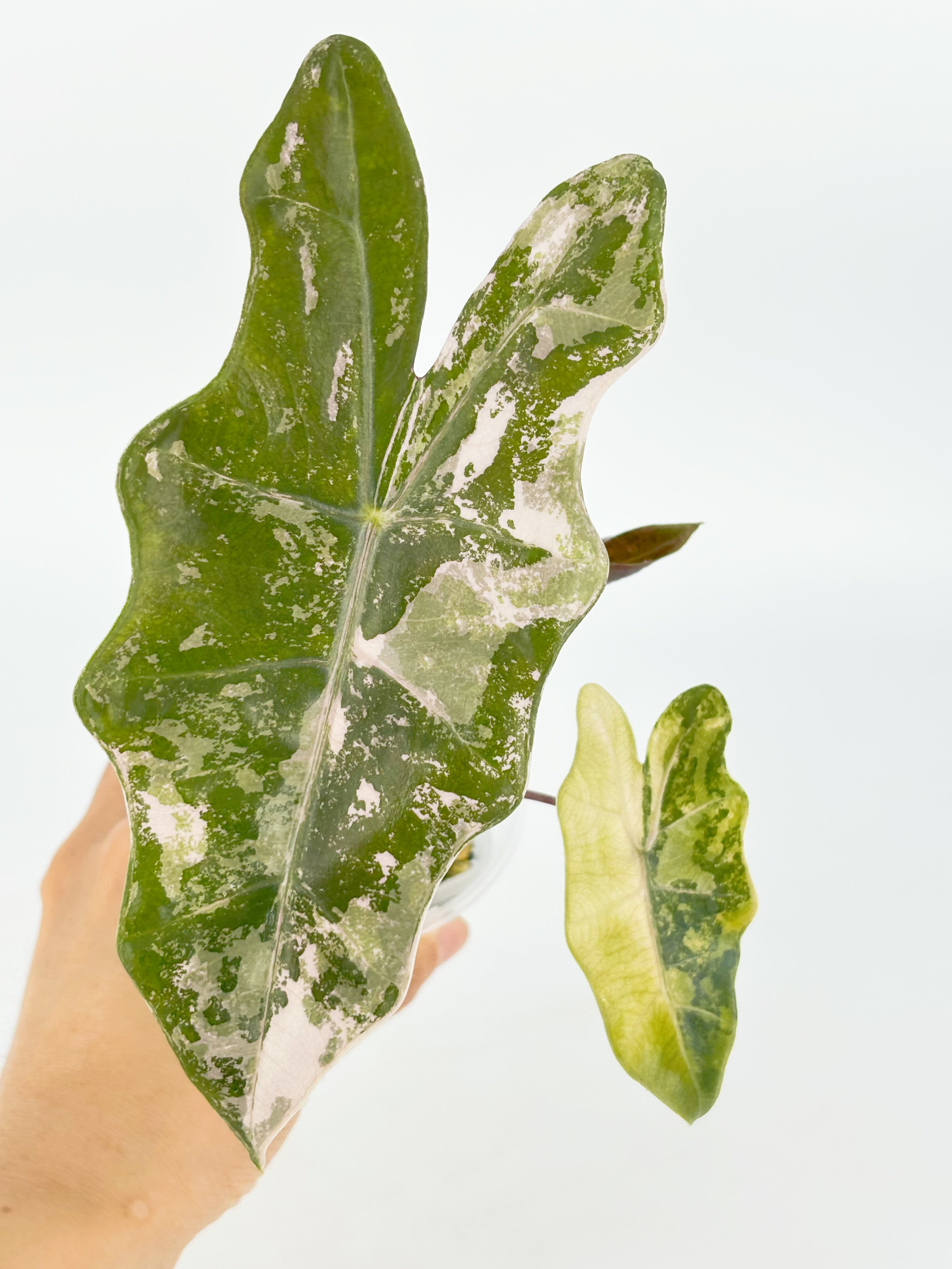 Alocasia Pseudo Pink Var@BC Warehouse