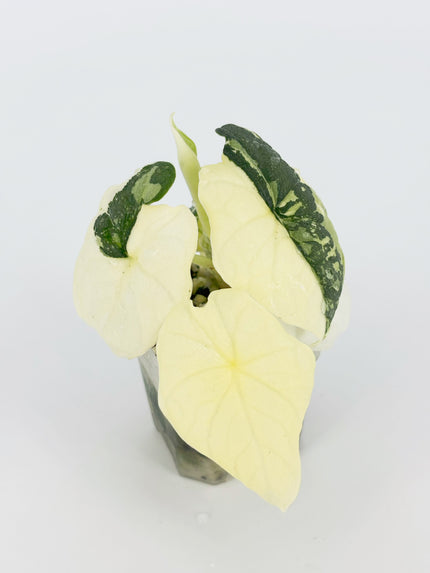 Alocasia Melo Albo@BC Warehouse