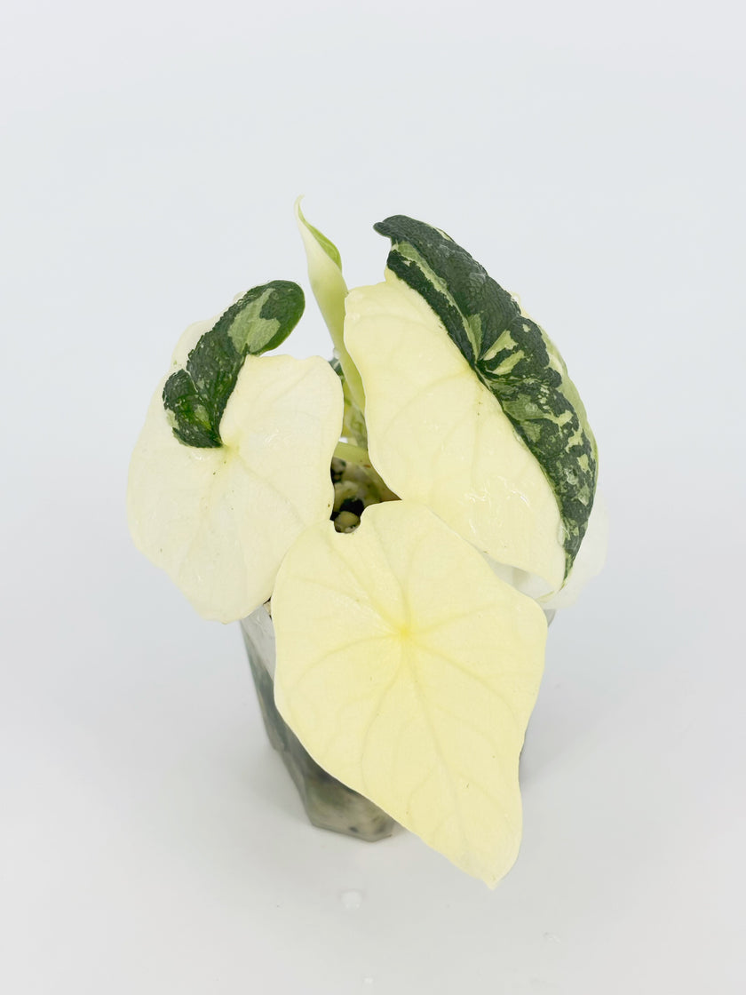 Alocasia Melo Albo@BC Warehouse