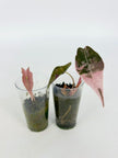 Alocasia Pink Pup Combo @BC Warehouse