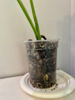 Monstera Albo