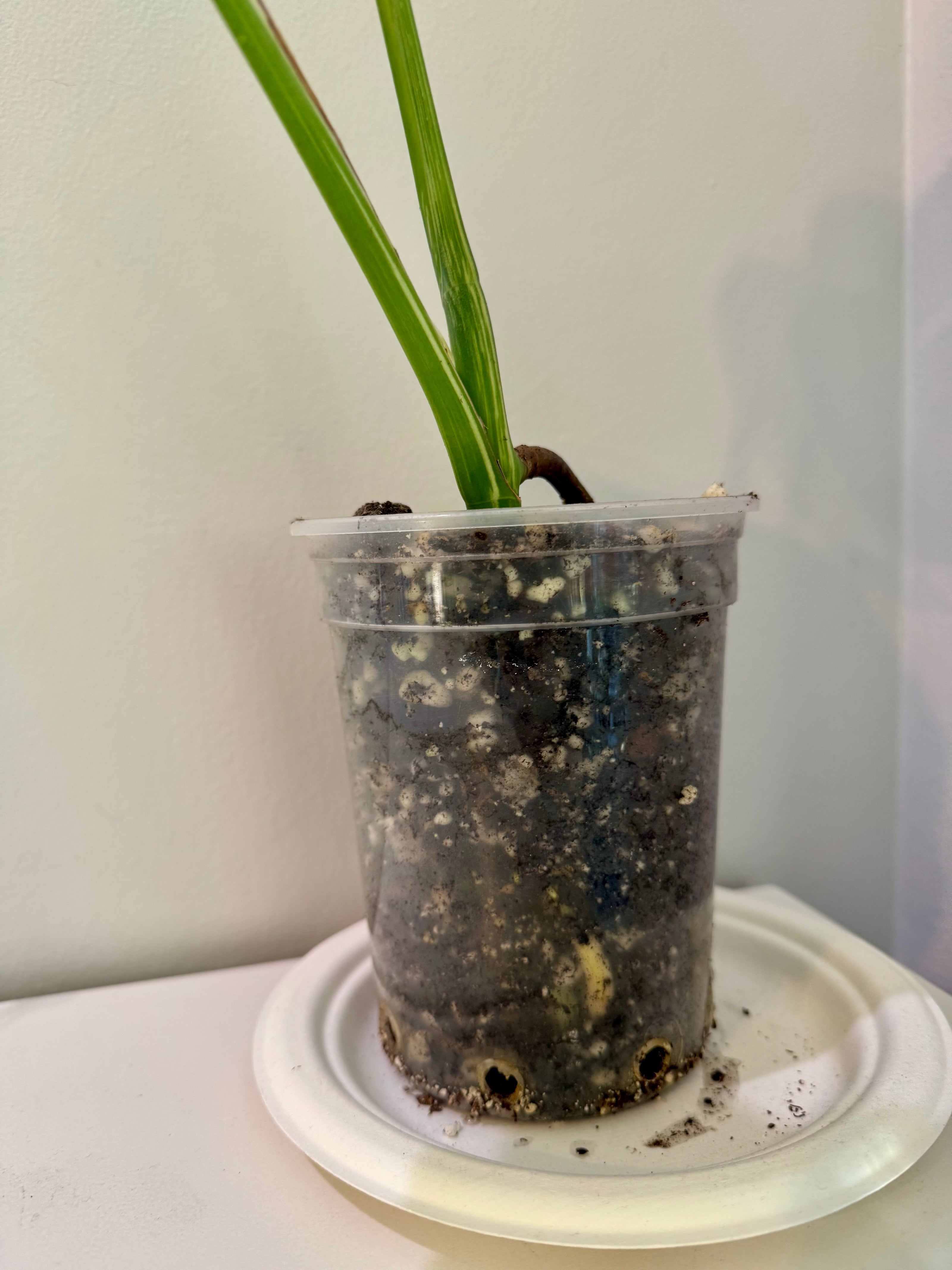 Monstera Albo