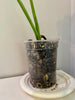 Monstera Albo