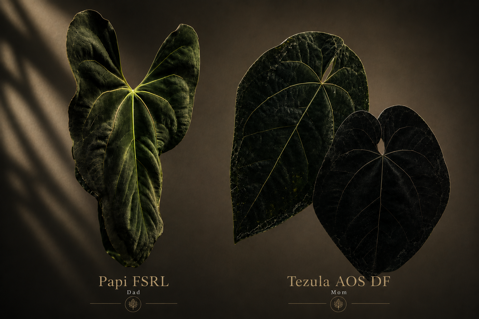 Anthurium Combo (Papi fsrl x Forgetti, Tezula AOS DF x Papi fsrl)@BC Warehouse