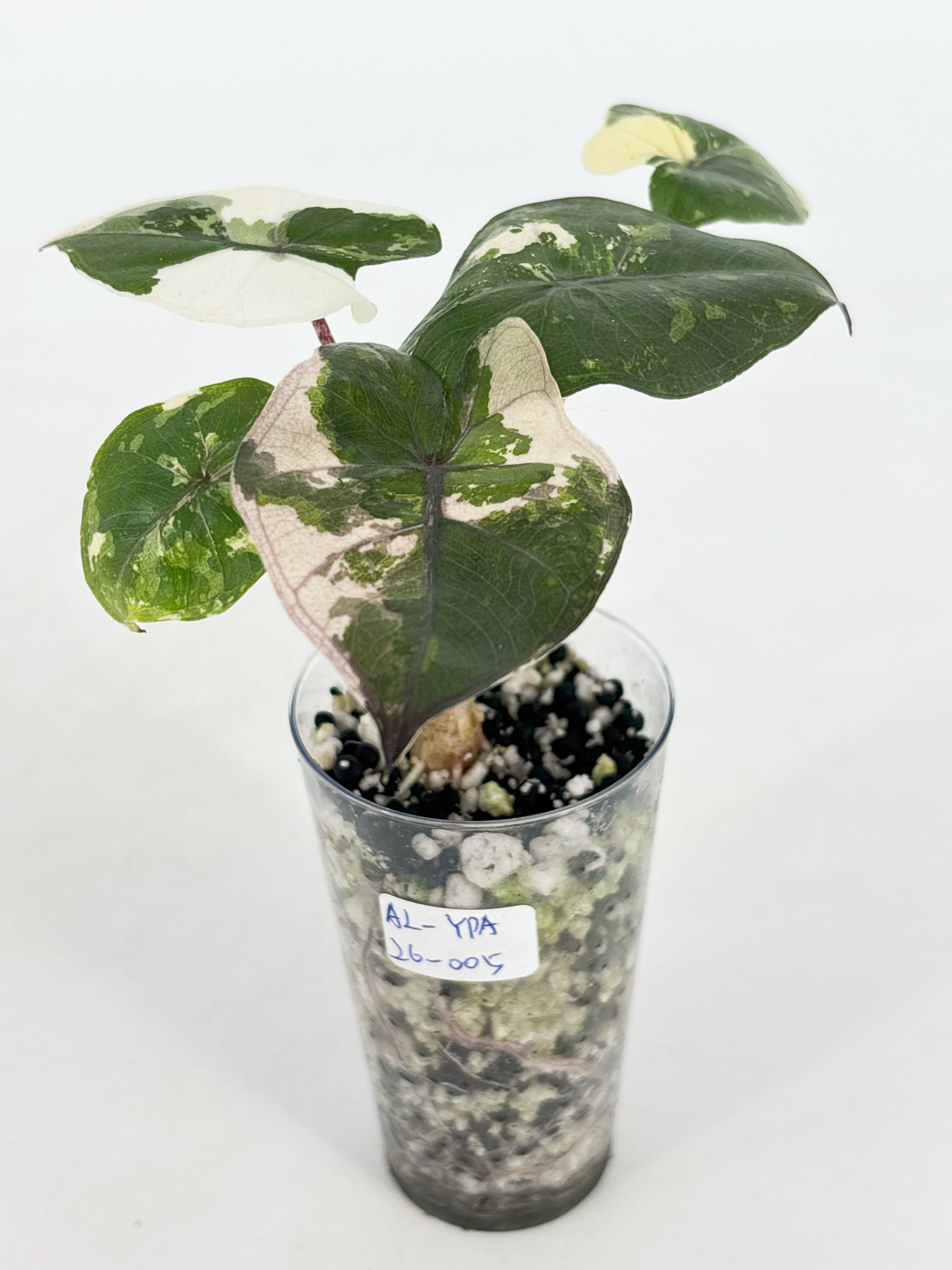 Yucanta Princess Albo Var@BC Warehouse